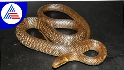 ಮನೆಯೊಳಗೆ ಹಾವು ಬಂದರೆ ಏನರ್ಥ? ನೀವೇನು ಮಾಡಬೇಕು?