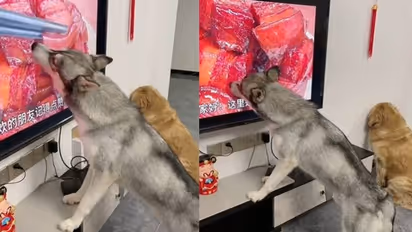 'കാര്യം അവര്‍ക്കറിയില്ലല്ലോ'; വളര്‍ത്തുനായയുടെ രസകരമായ വീഡിയോ  