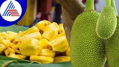 ಮಧುಮೇಹಿಗಳು ಹಲಸಿನ ಹಣ್ಣು ಅಥವಾ ಕಾಯಿ ಯಾವುದು ತಿಂದ್ರೆ ಒಳ್ಳೇದು ?