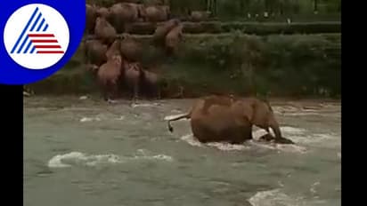 ನೀರಿನಲ್ಲಿ ಕೊಚ್ಚಿ ಹೋಗುತ್ತಿದ್ದ ಮರಿಯಾನೆಯ ರಕ್ಷಿಸಿದ ತಾಯಿ ಆನೆ 