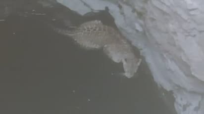 शिकारी खुद शिकार हो गया...राजस्थान में पहले दहाड़ मारकर दौड़ा पैंथर, फिर देखिए किस तरह भीगी बिल्ली बन गया