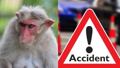 നടുറോഡില് കുരങ്ങന്, രക്ഷിക്കാനായി വെട്ടിച്ച കാര് മരത്തിലിടിച്ച് തലകീഴായി മറിഞ്ഞു