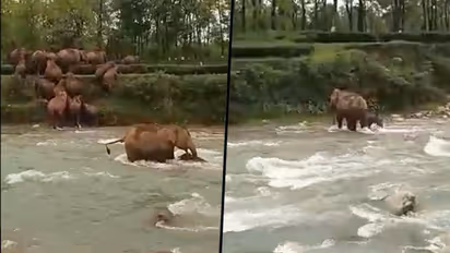Elephant rescues calf from drowning while crossing river: watch viral video