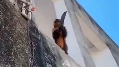 उस्तरा तो नहीं, मगर बंदर ने थाम लिया छुरा, फिर उसने जो आतंक मचाया.. सहम गया पूरा शहर