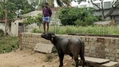 హెలికాప్టర్ శబ్దానికి లక్షల విలువైన నా గేదె చనిపోయింది...పైలెట్ పై వృద్ధుడి ఫిర్యాదు...