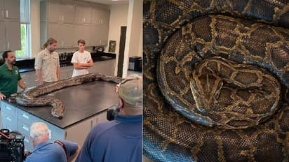 100 ಕೆಜಿ ತೂಕದ ಬರ್ಮೀಸ್ ಹೆಬ್ಬಾವು ಸೆರೆ