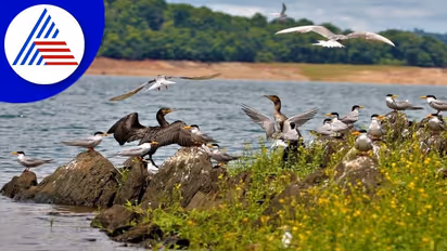 ವಿಶ್ವಮಾನ್ಯತೆ ಪಡೆದ ರಂಗನತಿಟ್ಟು, ಕೊಕ್ಕರೆ ಬೆಳ್ಳೂರು