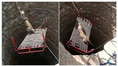 കട്ടിലും കയറും കൊണ്ട് കിണറ്റിൽ വീണ പുലിയ രക്ഷപ്പെടുത്തി -വൈറൽ വീഡിയോ