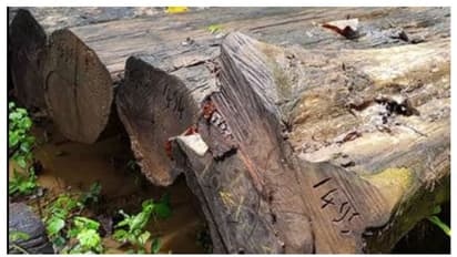 500 വർഷം പഴക്കം, പ്രതീക്ഷിക്കുന്നതത് വൻ വില; നിലമ്പൂരിൽ ഭീമൻ ഈട്ടിത്തടി ലേലം 29ന്