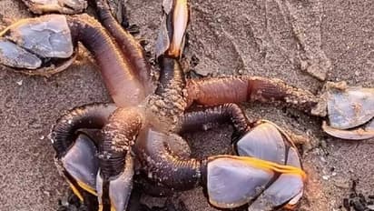 അന്യ​ഗ്രഹജീവിയെപ്പോലെ ഒന്ന്, ഒടുവിൽ കണ്ടെത്തി, തീരത്തടിഞ്ഞത് കിലോയ്ക്ക് 28,000 രൂപ വരുന്ന കടൽജീവി