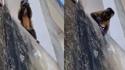 ಕೈಯಲ್ಲಿ ಚಾಕು ಹಿಡಿದು ಡಾನ್‌ ತರ ಜನರ ಬೆದರಿಸಿದ ಕೋತಿ: ವಿಡಿಯೋ ವೈರಲ್