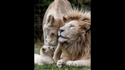 আসছে 'রালিয়ার' সন্তান, কি প্রতিক্রিয়া হবু 'দাদির'? পুত্রবধূর সঙ্গে সম্পর্ক নিয়েও মুখ খুললেন নিতু কপূর