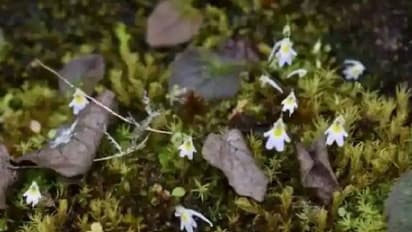 അപൂർവ ഇനം മാംസഭോജിയായ സസ്യത്തെ കണ്ടെത്തി, ഇരകളെ കെണിയിൽ പിടിക്കും