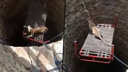 Leopard rescued from an open well; netizens demand action: watch video