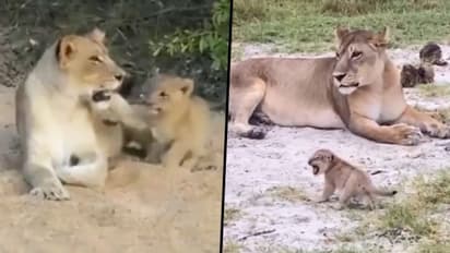 Watch: Lion cub attempts to roar, viral video steals netizen's hearts