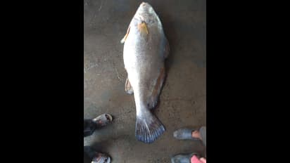 జాలరి పంట పండింది.. 55 కిలోల చేప పడింది.. వేలంలో రూ. 13 లక్షలకు విక్రయం