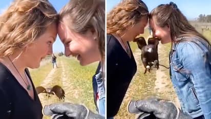 Watch: Falcon's incredible accuracy during flying stuns netizens