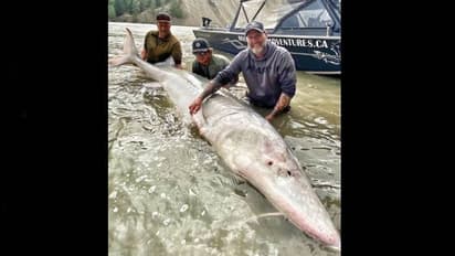 പ്രായം 100 വയസിന് മുകളിൽ, ഭാരം 300 കിലോയിലധികം, കൂറ്റൻ കടൽക്കൂരി