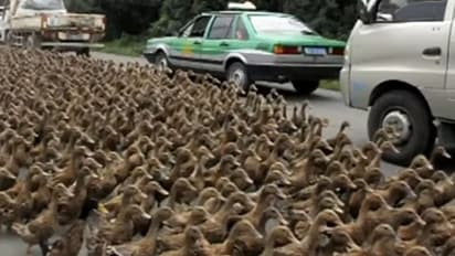 ಟ್ರಾಫಿಕ್ ಜಾಮ್‌: ಬಾತುಕೋಳಿ ತಾಯಿ, ಮರಿಗಳು ರಸ್ತೆ ದಾಟಲು ನೆರವಾದ ಟ್ರಾಫಿಕ್ ಪೊಲೀಸ್