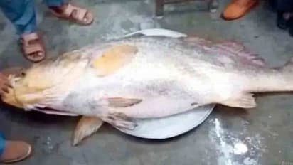 ಒಂದು ಮೀನಿಗೆ ಬರೋಬ್ಬರಿ 13 ಲಕ್ಷ ರೂಪಾಯಿ ! ಯಾಕಿಷ್ಟು ದುಬಾರಿ ? 