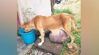 ಐದು ಕೆಜಿ ತೂಕದ ಗಡ್ಡೆ ಹೊಂದಿದ್ದ ಶ್ವಾನಕ್ಕೆ ಯಶಸ್ವಿ ಸರ್ಜರಿ