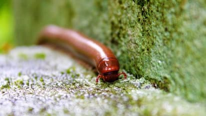 বর্ষায় বাড়িতে বাড়ছে কেন্নোর উপদ্রব, জেনে নিন মুক্তির উপায় 