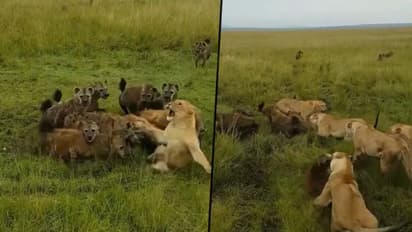 Lioness attacked by a clan of hyenas, IFS officer remembers ‘school days’