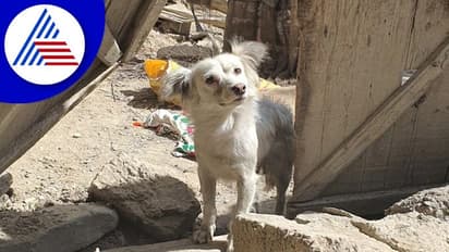 ಭೂಕಂಪದಲ್ಲಿ ಕುಸಿದ ಮನೆ ಬಳಿ ಬಂದು ಮಾಲೀಕರ ಹುಡುಕುವ ಶ್ವಾನ : ಫೋಟೋ ವೈರಲ್