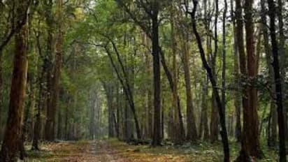 വിനോദ സഞ്ചാരികൾക്ക് സന്തോഷവാർത്ത: കാടിനെ അടുത്തറിയാൻ നിലമ്പൂരിൽ പുതിയ ടൂറിസം പദ്ധതി