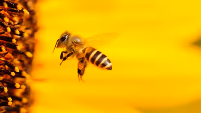 Bee Lockdown : ഓസ്ട്രേലിയയില് തേനീച്ചകള്ക്ക് ലോക്ഡൗണ്!