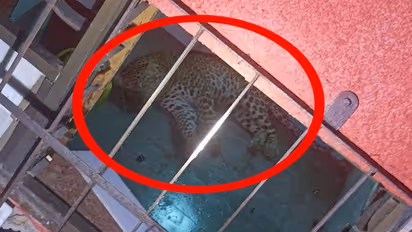 Leopard enters Mumbai's school washroom, later rescued by forest department