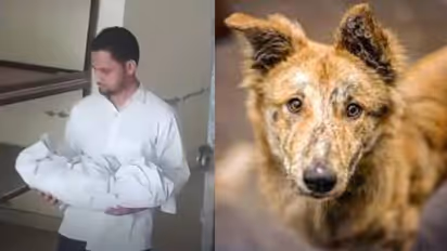 ആശുപത്രിയിൽ അമ്മയ്ക്കരികിൽ ഉറങ്ങിക്കിടന്ന നവജാതശിശുവിനെ കടിച്ചുകൊന്ന് തെരുവ് നായ്ക്കൾ