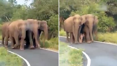 Watch: Elephant herd's Z+++ security to the newborn is winning the hearts of netizens