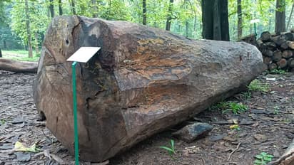 500 വർഷം പഴക്കം: ഈട്ടി മുത്തശ്ശിയുടെ ഒറ്റ കഷണത്തിന് ലഭിച്ചത്  ആശ്ചര്യപ്പെടുത്തുന്ന വില