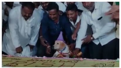 100കിലോ കേക്ക്, 4000പേർക്ക് സദ്യ; വളർത്തുനായയുടെ ജന്മദിനം കെങ്കേമമാക്കി യുവാവ് -വീഡിയോ