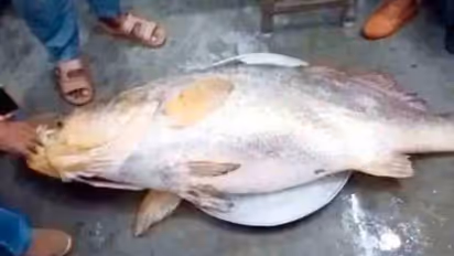 55 കിലോ വരുന്ന ടെലിയ ഭോല, വിറ്റത് 13 ലക്ഷം രൂപയ്ക്ക്!