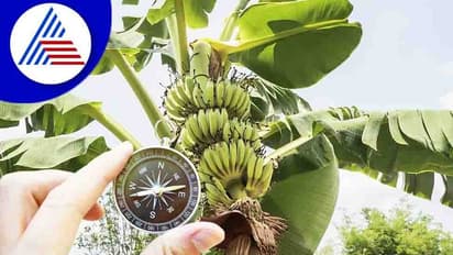Vastu Tips: ನಿಮ್ಮನೆಯಲ್ಲೂ ಬಾಳೆ ಗಿಡ ಇದ್ಯಾ? ಶುಭ ಫಲ ಬೇಕಂದ್ರೆ ಹೀಗ್ ಮಾಡಿ