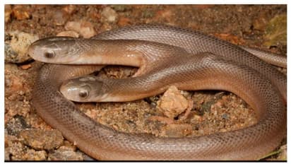 രണ്ട് തലയുള്ള പാമ്പ്! ചിത്രങ്ങൾ ഇന്റർനെറ്റിൽ വൈറൽ