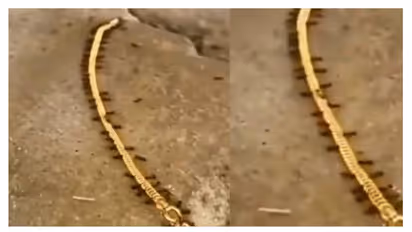 ഉറുമ്പുകളുടെ സ്വർണ്ണക്കടത്ത്; എങ്ങോട്ടാ കൊണ്ടുപോയത്? വൈറലായി വീഡിയോ