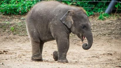 ಸಾಕುವವನ ಮುದ್ದಿಸುತ್ತಿರುವ ಮರಿಯಾನೆ: ವಿಡಿಯೋ ವೈರಲ್