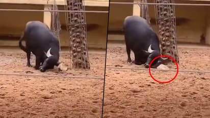 Watch: Buffalo’s act of helping a tortoise leaves people in awe