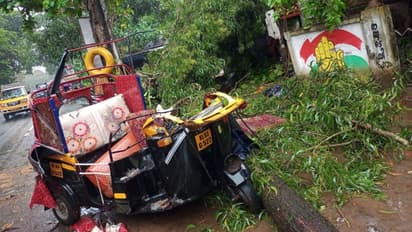 ഓടിക്കൊണ്ടിരുന്ന ഓട്ടോറിക്ഷയ്ക്ക് മുകളിൽ മരം വീണ് മൂന്ന് പേർക്ക് പരിക്ക്, ഓട്ടോ പൂര്‍ണ്ണമായും തകര്‍ന്നു