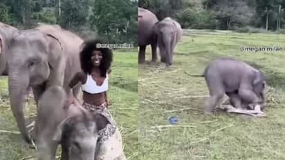 കുട്ടിയാനയ്ക്കൊപ്പം ഫോട്ടോക്ക് പോസ് ചെയ്യാനെത്തിയ മോഡലിന് കിട്ടിയത് വമ്പൻ 'പണി'