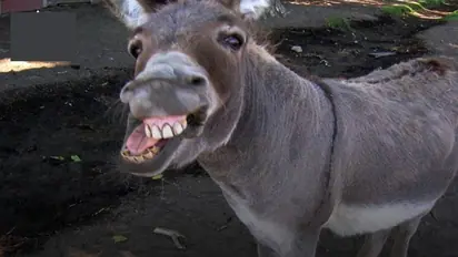 Donkey scam in Karnataka; farmer loses Rs 9.45 lakh