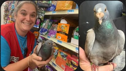  644 കിലോമീറ്റര്‍ മത്സരത്തിന് പറത്തി വിട്ടു; പ്രാവ് പറന്നത് 6,437 കിലോമീറ്റര്‍ ! 