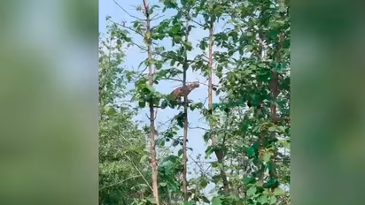 ಮರವೇರಿ ಮರಿಕೋತಿಯ ಬೇಟೆಯಾಡಿದ ಚೀತಾ: ವಿಡಿಯೋ ವೈರಲ್‌