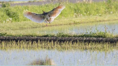 ഈ നാടാകെ  ഒരു പക്ഷിയുടെ ചിത്രങ്ങളാണ്, അതിനൊരു വല്ലാത്ത കാരണമുണ്ട്!