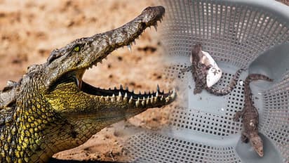 বাড়িতে কুমিরের ডিম ফুটে বেরিয়ে আসছে বাচ্চা, উত্তেজনা ছড়িয়ে পড়ে গোটা গ্রাম জুড়ে