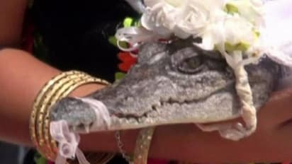 ചീങ്കണ്ണിയെ വിവാഹം ചെയ്ത് ഒരാള്‍; ഇതിന് പിന്നിലൊരു കാരണവുമുണ്ട്...