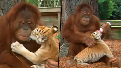 Orangutan babysits three Tiger cubs; heart-warming video will make your day